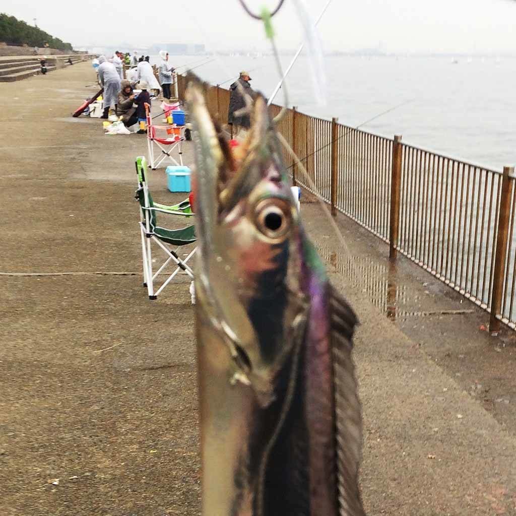 快釣サヨリと白昼のタチウオ 南芦屋浜ベランダ 16 12 04 Fam Fishing