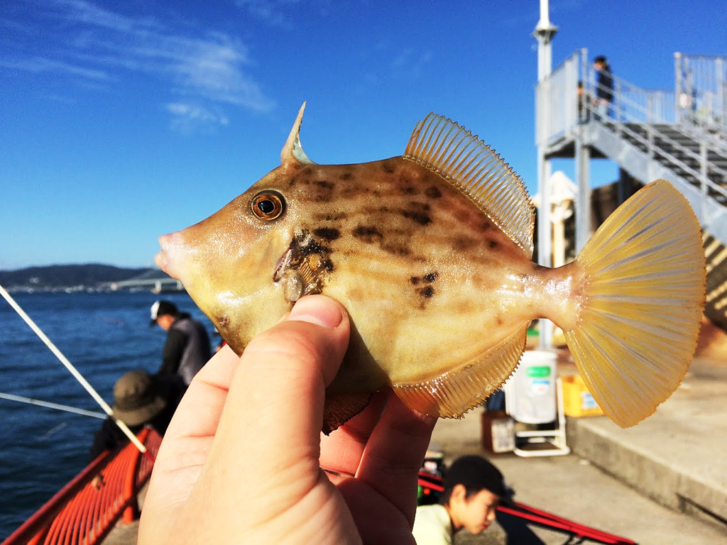 釣行記 動かない潮の中で五目釣り 平磯海釣り公園 16 10 10 Fam Fishing