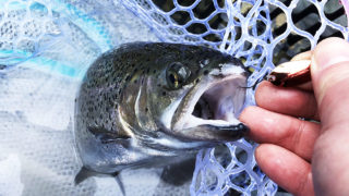 ニジマスを刺身で食べよう 養殖魚なら寄生虫の心配なし Fam Fishing