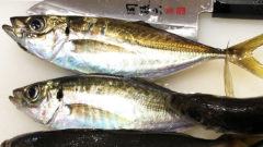 サビキで釣れたアジはどうやって食べる 小アジのおすすめレシピ集 Fam Fishing