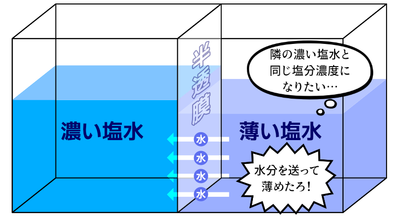 濃い塩水に薄い塩水の水分だけが移動する