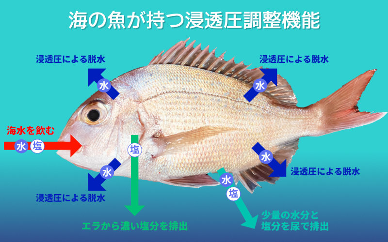 海の魚が持つ浸透圧調整機能