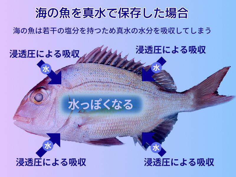 海の魚を真水で保存すると水っぽくなる