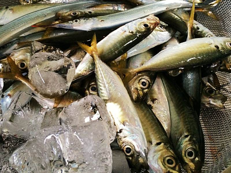 夏のサビキ釣りで釣れたアジなど