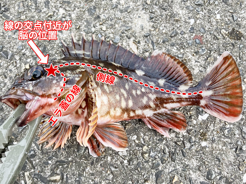 魚の脳は側線とエラ蓋の線が交わる辺りにある