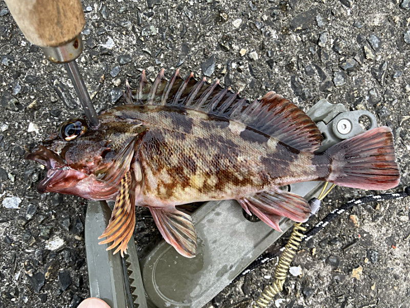 魚の脳をピックの先で突く